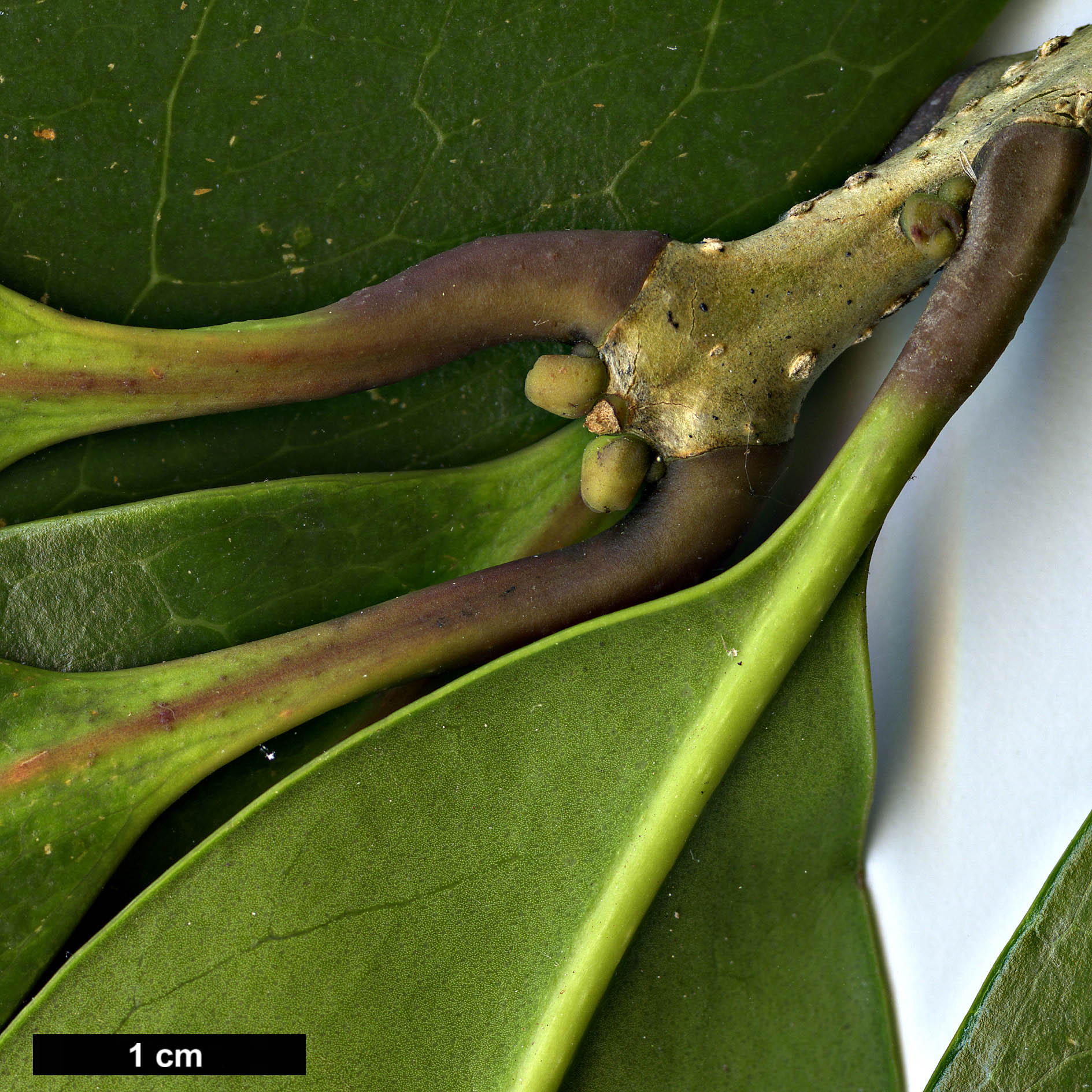 High resolution image: Family: Oleaceae - Genus: Osmanthus - Taxon: marginatus - SpeciesSub: var. marginatus